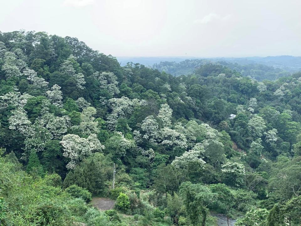 竹苗台三線沿線鄉鎮，目前山頭早已一片雪白。（圖：彭清仁攝）