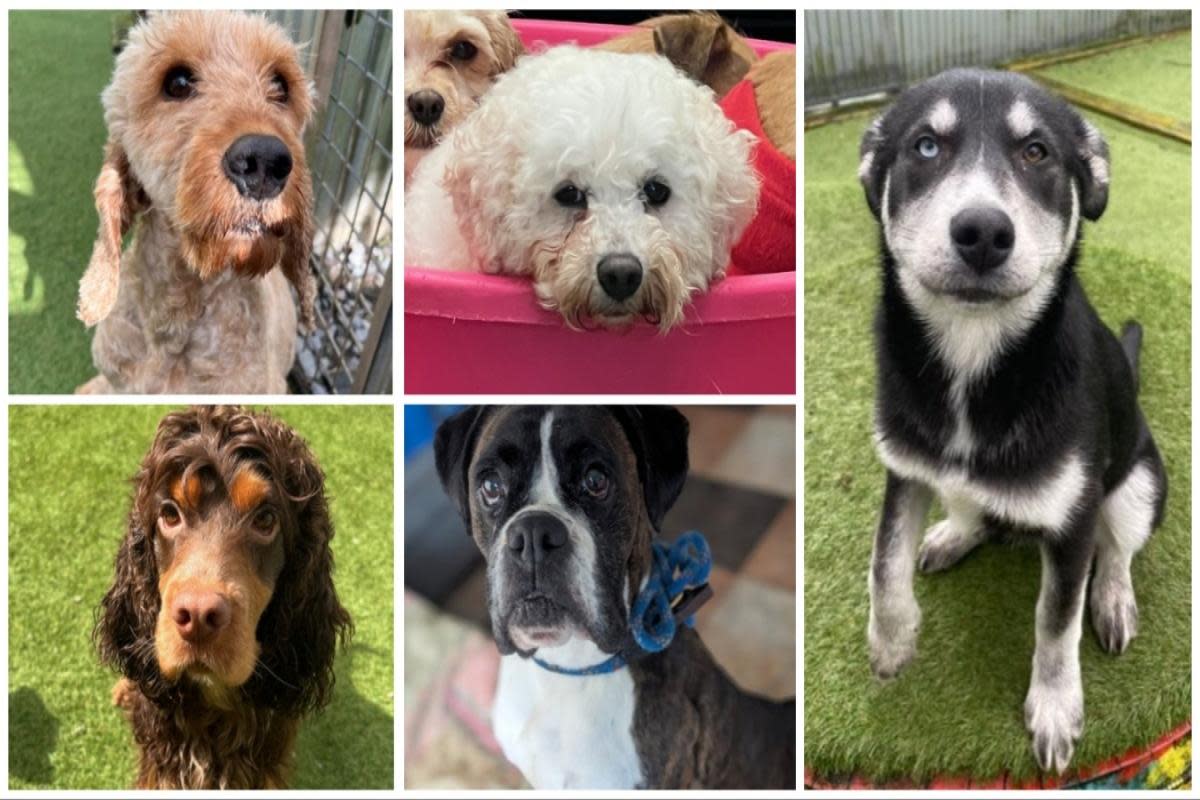 The five dogs looking for forever homes at Many Tears Animal Rescue