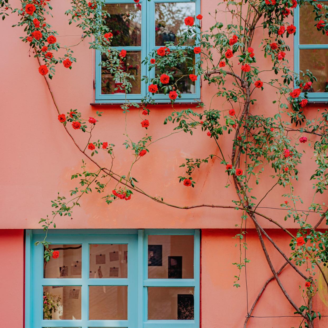  Climbing rose surrounds the front of a pink house with blue windows. 