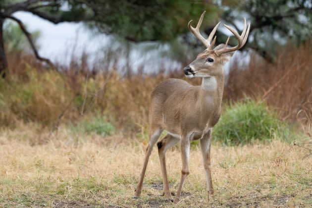 A buck whitetail deer, Odocoileus virginianus, stands near Goose Island State Park in Texas.