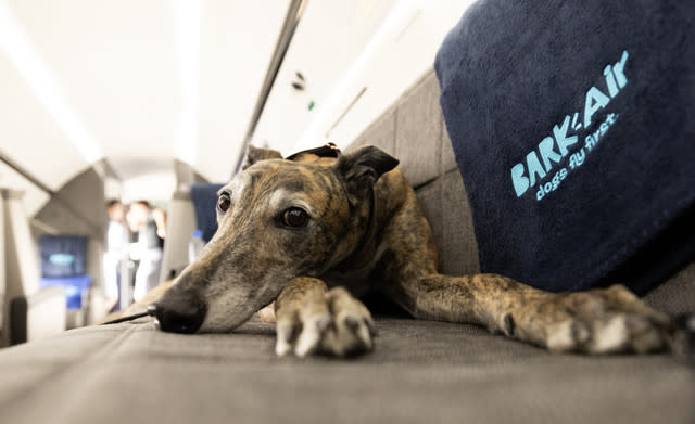 ‘Dogs First’ Airline Takes Inaugural Flight