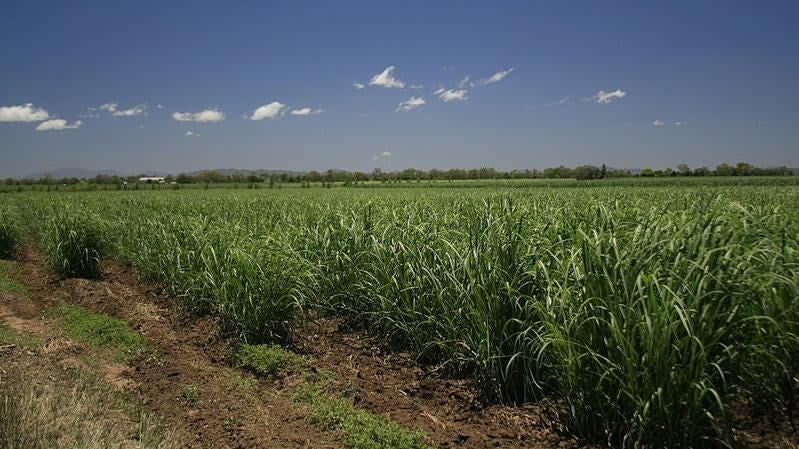 Sugarcane remains a big crop in Queensland, but the cane toads didn’t solve the insect pest problem—they just became a new one.