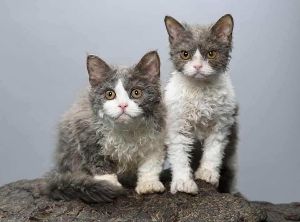 two gray and white selkirk rex cats with curly hair sitting on volcanic stones together