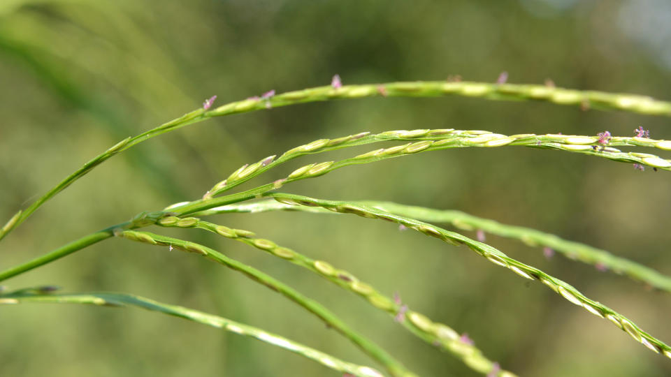 Seeds showing on crabgrass