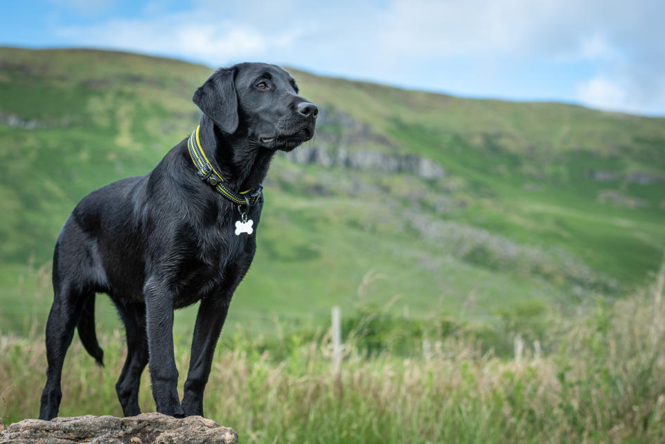 Platz 4: Labrador Retriever (2.630 Welpen)