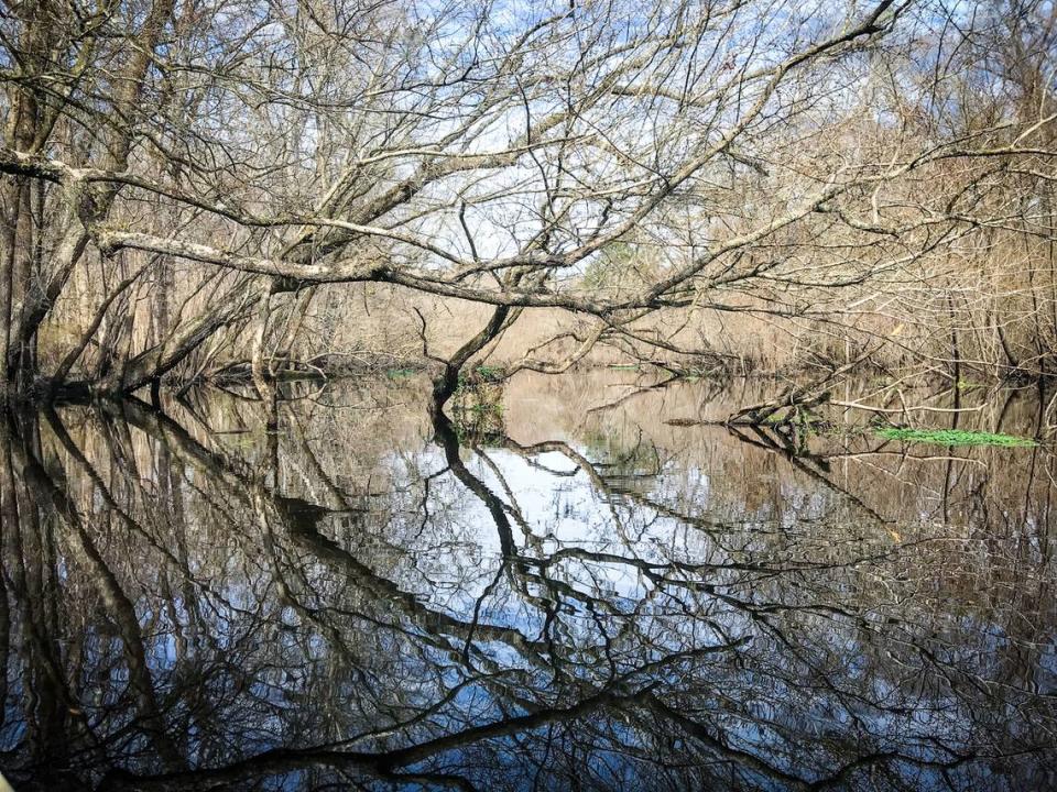 In the cool air of an early spring morning, the Edisto River becomes a mirror of the sky. Here, in a quiet bend of the river, the call of wood ducks and warblers are the only sounds that break the silence. Matt Richardson/Special to The Island Packet and Beaufort Gazette