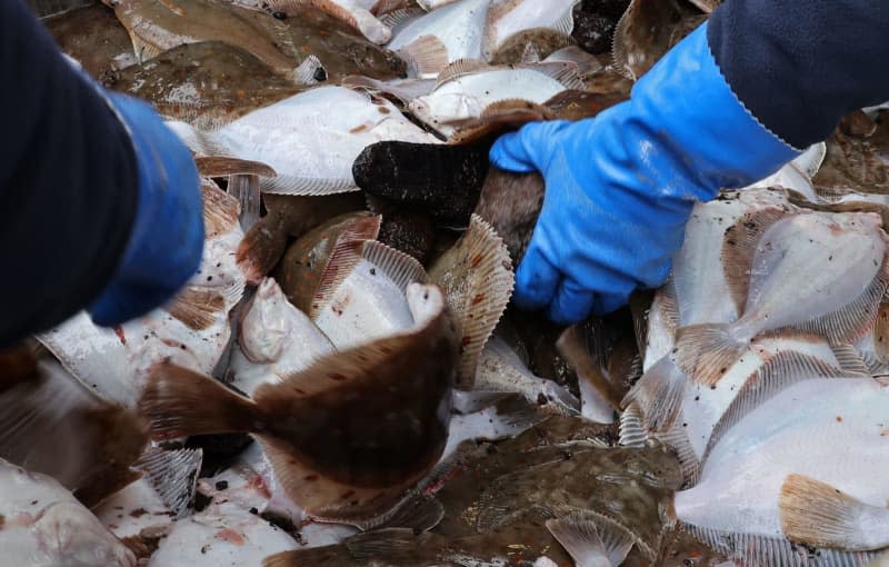 On board the fisheries research vessel Solea in the Baltic Sea, flatfish are pre-sorted after being caught in a trawl equipped with video cameras. Bernd Wüstneck/dpa