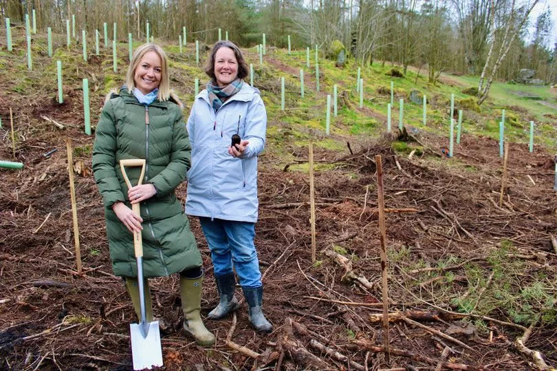 Lucy Pittaway has planted saplings to create a woodland in memory of the Sycamore Gap tree