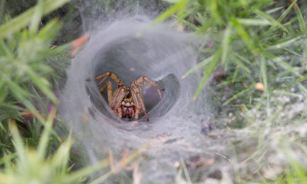 <span>Photograph: Ray Wilson/Alamy Stock Photo</span>