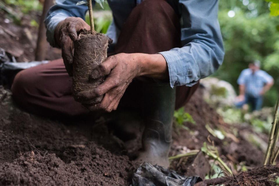 A farmer works on planting a tree.