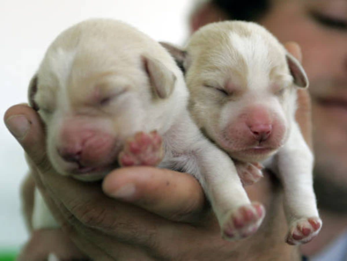 Labradoodle puppies have experienced a surge in popularity (AFP via Getty Images)