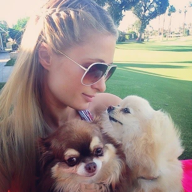 paris hilton with pet chihuahua harajuku bitch