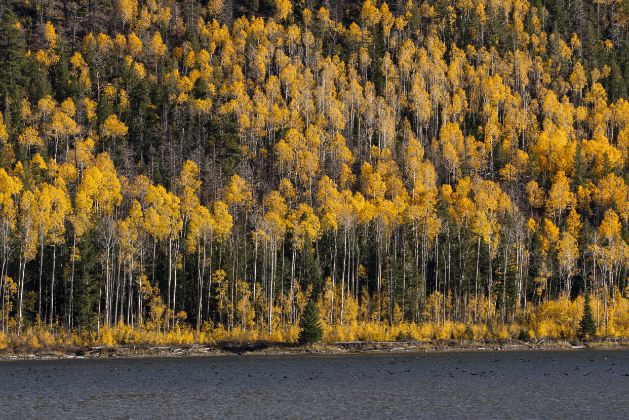 Pando, el bosque 'clonado' considerado el ser vivo más grande del mundo. Foto: Getty Creative