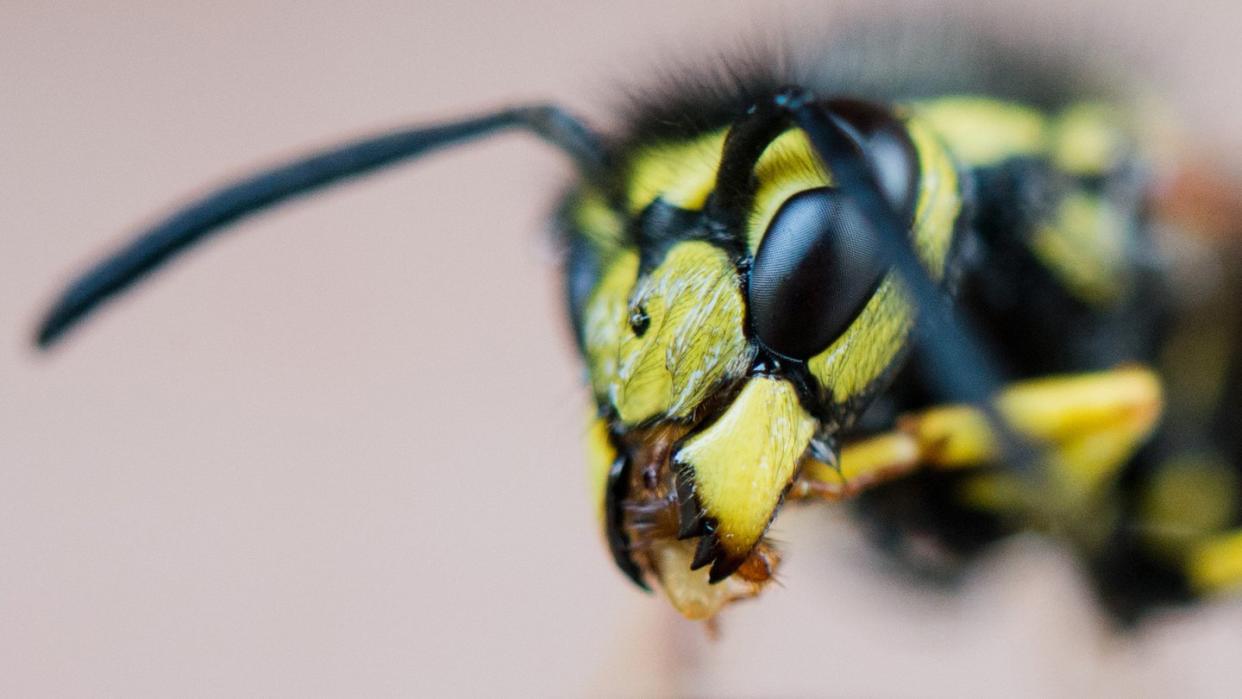 Bei Arzneimitteln, die bei Wespenstichen helfen, gibt es vielerorts Lieferengpässe. Foto: Julian Stratenschulte/Illustration