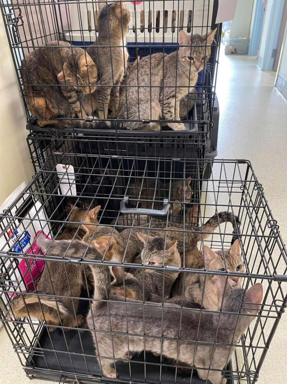 Police Find a Dead Couple in Hoarder House with 150 Cats