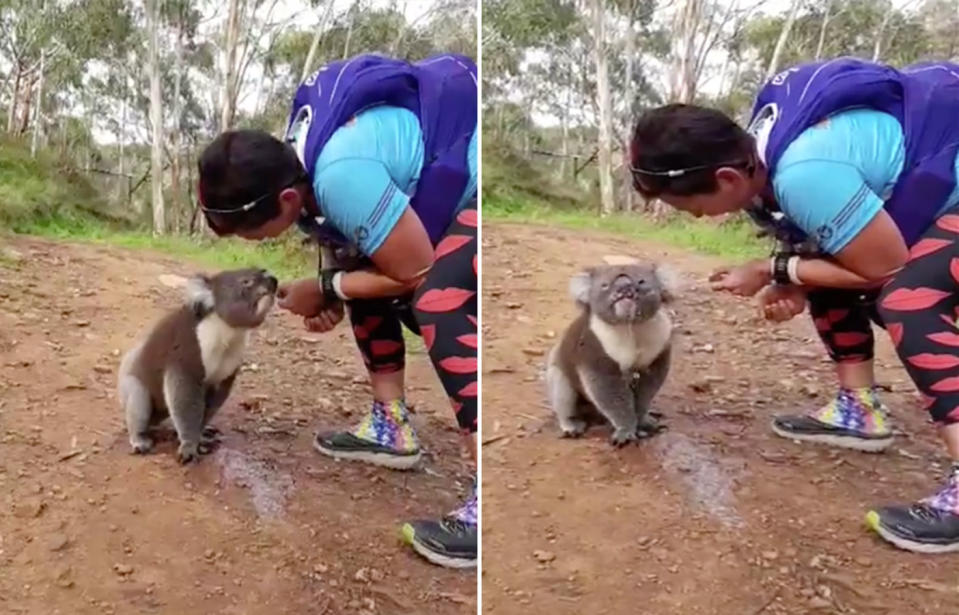 Marathon volunteer Michelle Hanlin shared water from her hydration vest with the koala, before reaching down for a pat. Source: Mark Cameron-Smith