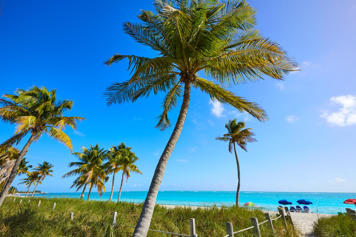 Key west florida Smathers beach palm trees in USA