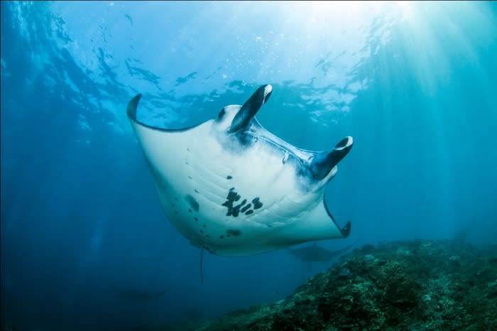 Giant manta: The Manta Point dive site in Nusa Penida offers a high chance for divers to witness the Manta ray fish. (