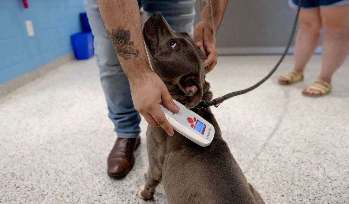 A stray dog is scanned for an identifying microchip after it is brought to KC Pet Project