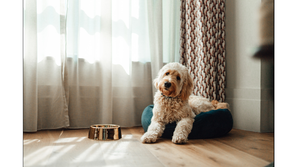 dog sitting near window