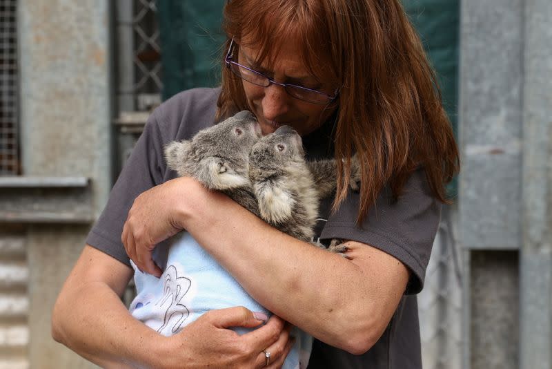 The Wider Image: From disease to bushfires, Australia's iconic koalas face bleak future