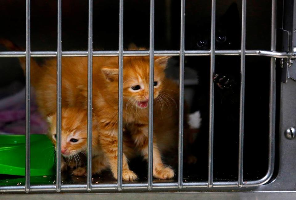Three kittens vie for attention from visitors in the intake room at the Tri-Cities Animal Shelter and Control Service in Pasco.