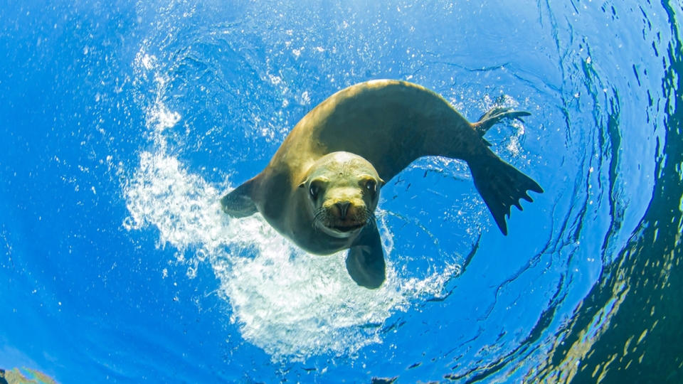 A seal swimming near the ocean's surface.