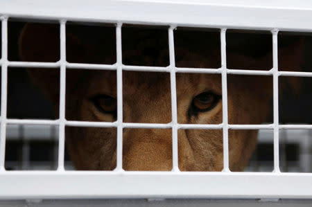 A former circus lion looks out from inside its cage in Callao, Peru, as it is prepared for transportation to a wildlife sanctuary in South Africa, April 29, 2016. REUTERS/Janine Costa