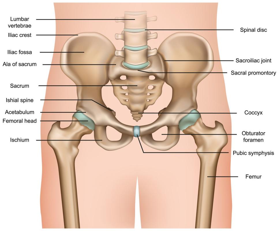 human pelvis anatomy 3d medical vector illustration on white background eps 10