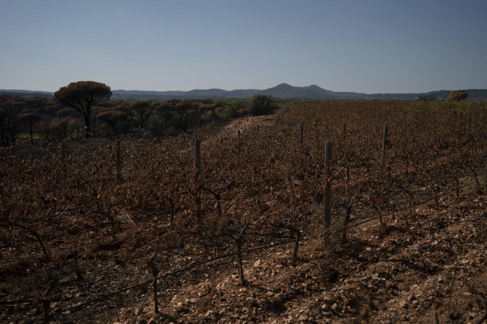 Vineyards charred by a wildfire are pictured at the Chateau des Bertrands vineyard in Cannet-des-Maures, southern France, Thursday, Aug. 26, 2021. Winemakers near the French Riviera are taking stock of the damage after a wildfire blazed through a once picturesque nature reserve near the French Riviera. The blaze left two people dead, more than 20 injured and forced some 10,000 people to be evacuated. (AP Photo/Daniel Cole)