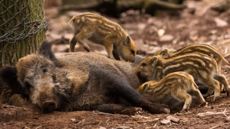 Wild boar can now be hunted without a licence