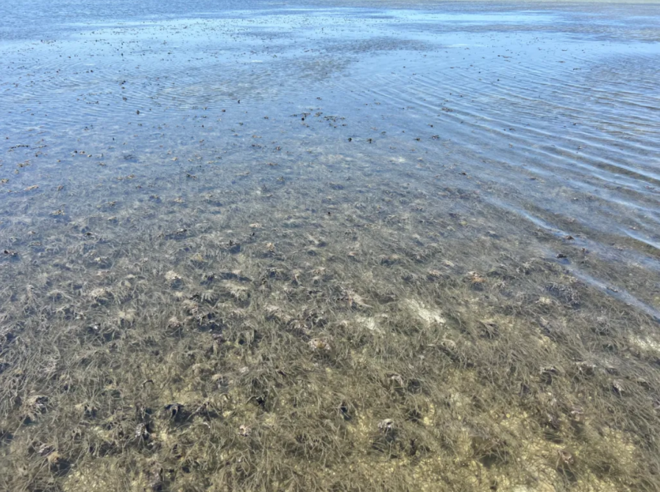 Without Lake Okeechobee discharges, seagrass is returning to the St. Lucie River near the Stuart Sandbar, as seen in this photo taken July 2, 2023. However, algae that covers the seagrass is increasing because of nutrient pollution and warmer water temperatures.