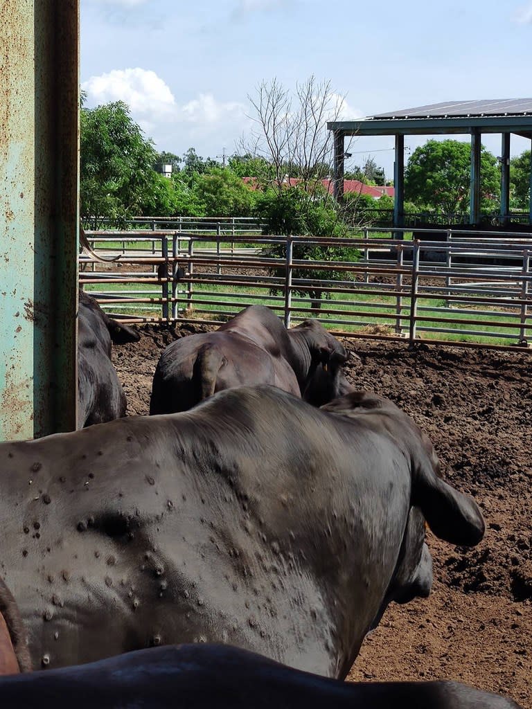 金門爆發牛結節疹疫情，農委會表示，牛結節疹潛伏期為28天，發生率在10%到20%間，死亡率為1%到5%。   圖：農委會提供
