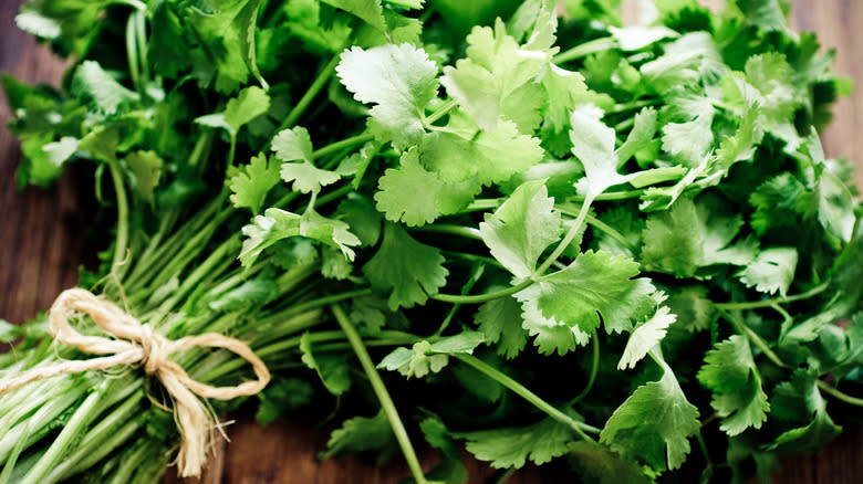 bunch of fresh cilantro