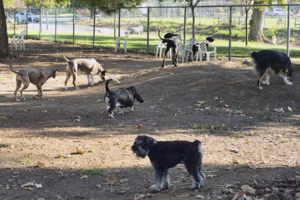 Dog health care professionals advice to not get your dog in contact with other dogs. That entails avoiding high risk places such as boarding kennels, dog parks and doggy day care.