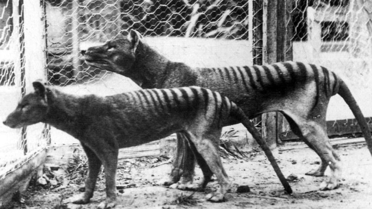 now extinct, tasmanian tiger thylacine 1933