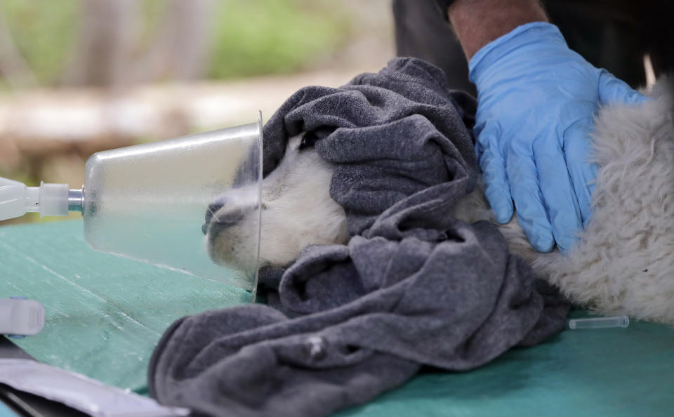 A kid mountain goat receives oxygen while being examined by a team of veterinarians and assistants Tuesday, July 9, 2019, after being captured and airlifted to Hurricane Ridge in the Olympic National Park, near Port Angeles, Wash. For the second straight summer, mountain goats are flying in Olympic National Park. Officials this week began rounding up the sure-footed but nonnative mammals from remote, rugged parts of the park so they can be relocated into the Cascade Mountains, where they do belong. (AP Photo/Elaine Thompson)