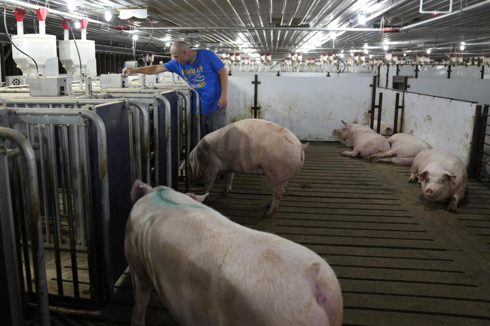 Jared Schilling adjusts an automatic feeder as he works on his sow farm Thursday, June 29, 2023, in Walsh, Ill. Schilling has made his farm compliant with a California law, taking effect on July 1, that promises to get breeding pigs out of narrow cages that restrict their movement. (AP Photo/Jeff Roberson)