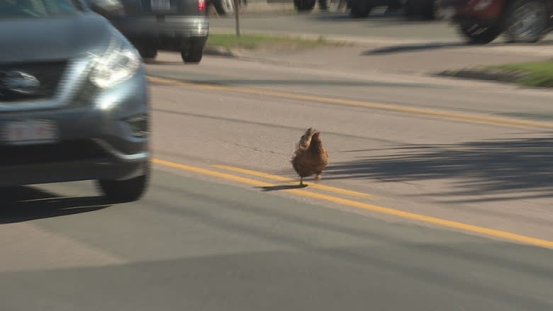 Why did the chicken cross the road? 'He's got a Tim Hortons addiction'