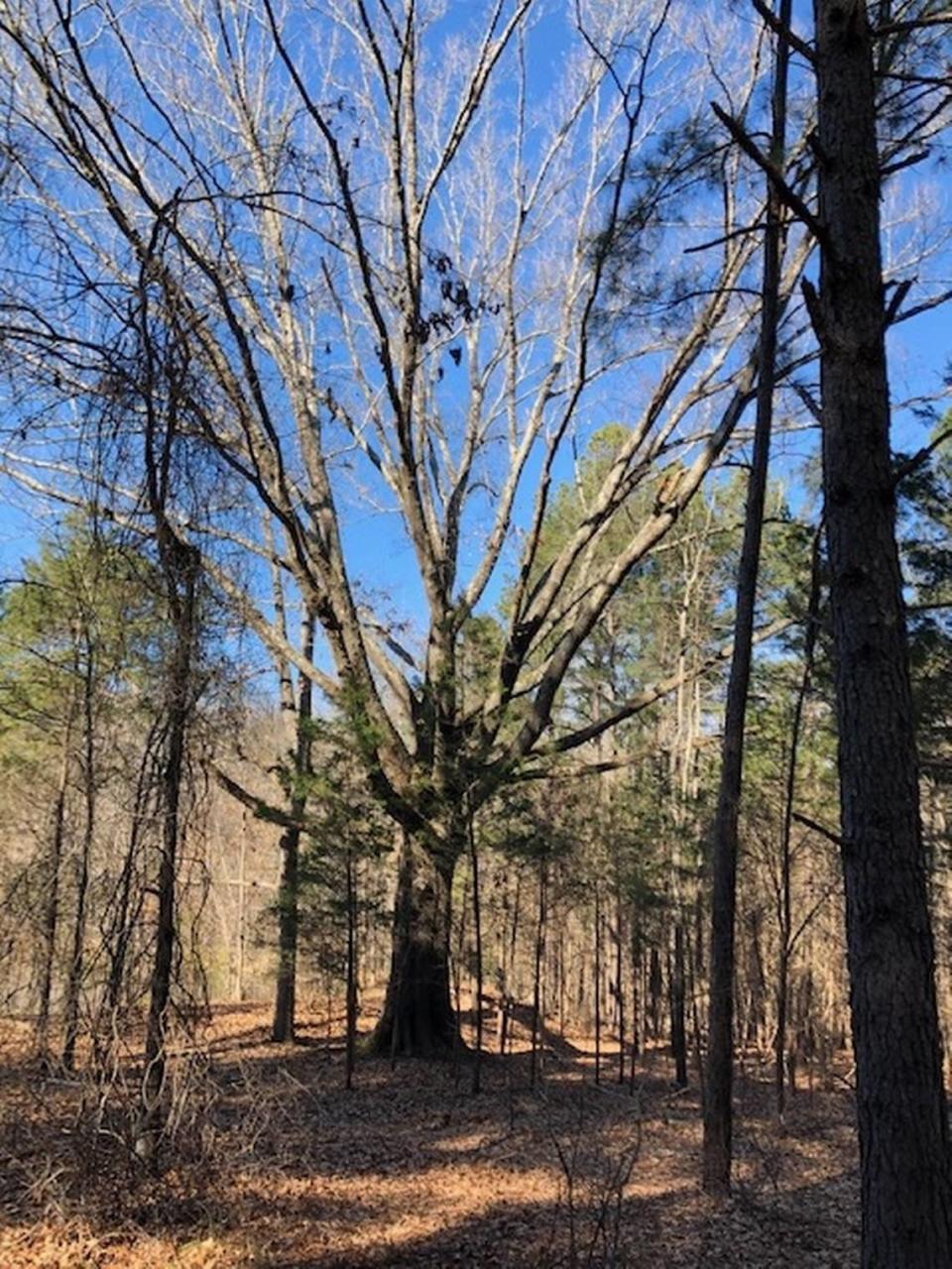 Jerry Barker’s favorite tree in the Triangle is in Rolling View State Recreation Area.