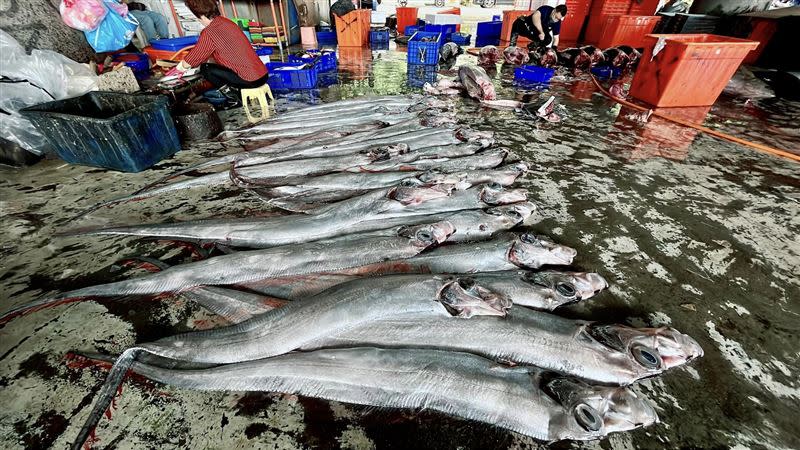 漁民一口氣捕獲約50尾皇帶魚。（圖／翻攝自「阿春新鮮魚貨」臉書）
