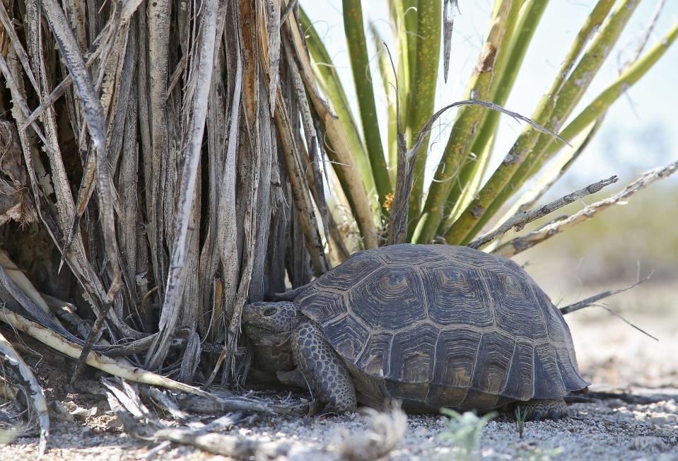 A desert tortoise stays in the shade of a yucca plant after a group of researchers spot it during a scientific survey in Joshua Tree National Park on April 1.