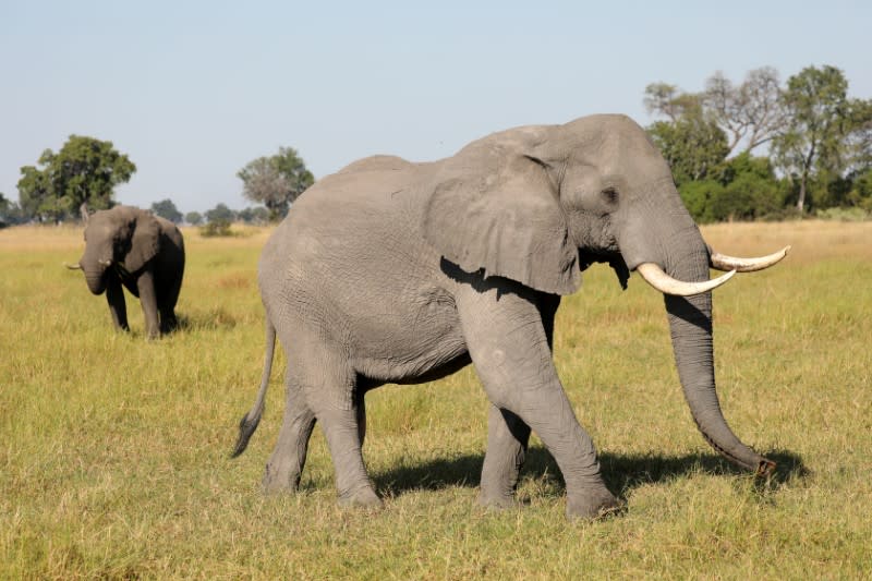 FILE PHOTO: A pair of male elephants is seen in the Okavango Delta