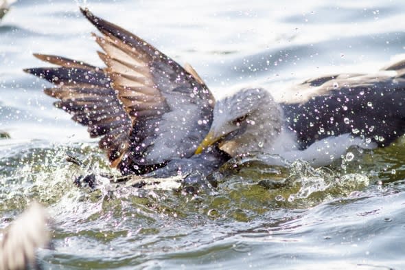 'Killer seagull' in Hyde Park drowning pigeons and eating them