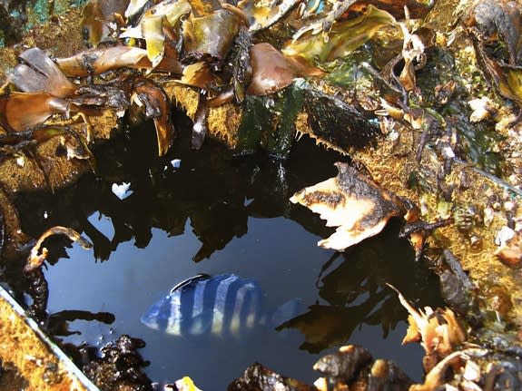 Live Fish Found In Likely Tsunami Debris