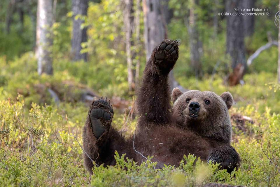 <p>© Dikla Gabriely/Comedy Wildlife 2023</p> A brown bear in Finland is part of the Comedy Wildlife Photography Awards 2023