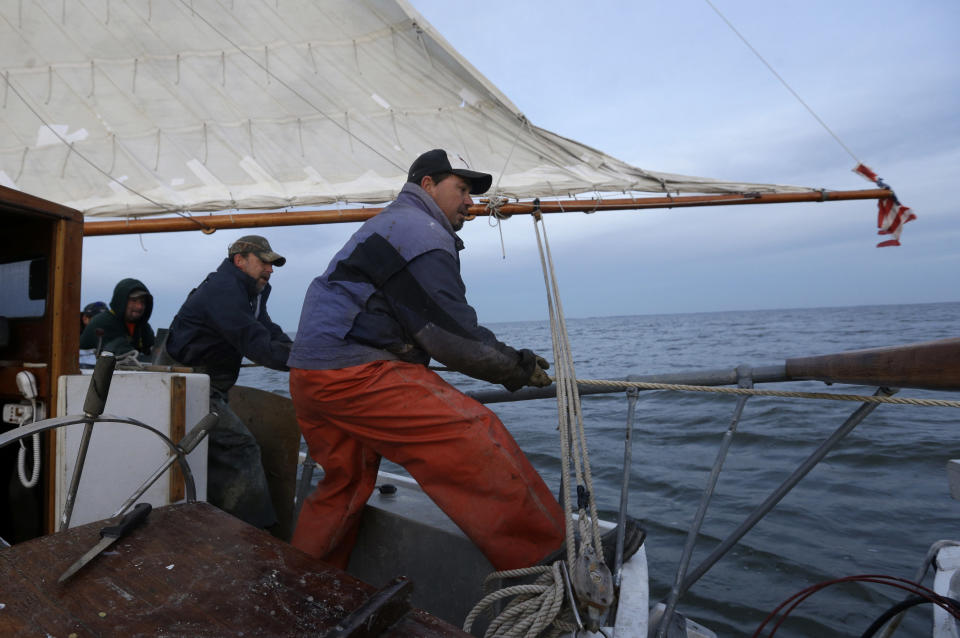 In this Dec. 20, 2013 picture, Capt. David Whitelock, center, Kurt Pittman and Danny Benton adjust a line on the skipjack Hilda M. Willing in Tangier Sound near Deal Island, Md. (AP Photo/Patrick Semansky)