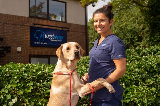 The Northern Echo: Rebecca Dobinson, veterinaria de Westway Vets en Houghton-le-Spring, con Jax.  Imagen: Socios veterinarios