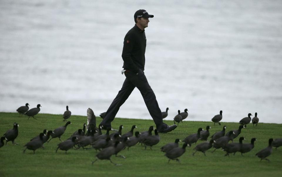 Jimmy Walker walks through a flock of coots on the 18th fairway, Sunday, Feb. 9, 2014, during the final round of the AT&T Pebble Beach Pro-Am golf tournament in Pebble Beach, Calif. (AP Photo/Ben Margot)