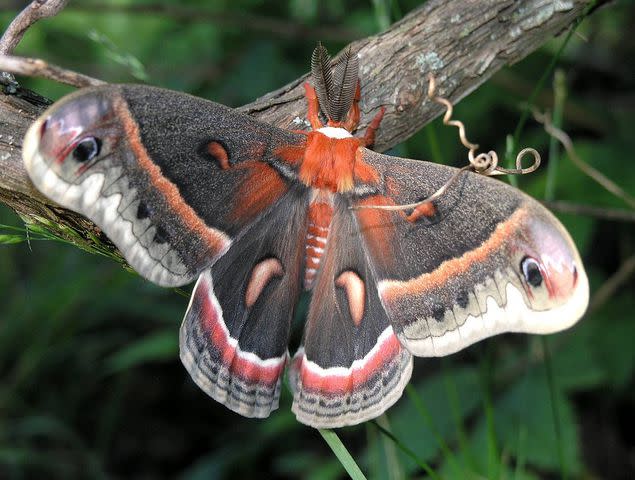 Marvin Smith / Wikimedia Commons / CC BY-SA 2.0 Cecropia moth